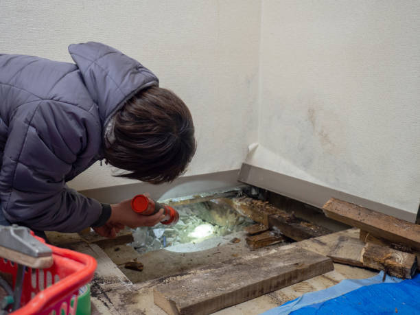 Best Basement Mold Removal  in Cowpens, SC
